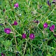 Vicia sativa subsp. nigra