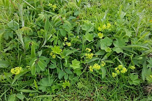 Alchemilla filicaulis subsp. vestita Hairy Lady's-mantle