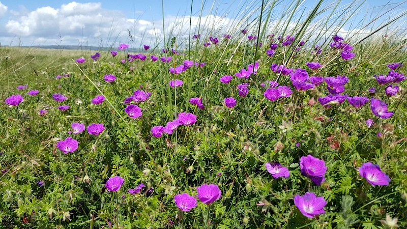 Geranium sanguineum - © Barry Stewart