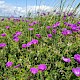 Geranium sanguineum
