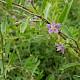 Lycium barbarum