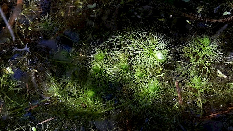 Utricularia australis - © Barry Stewart