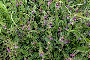 Vicia sepium Bush Vetch
