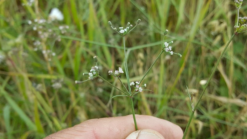 Petroselinum segetum - &copy; Barry Stewart