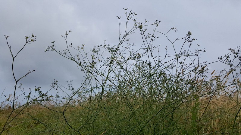 Petroselinum segetum - &copy; Barry Stewart