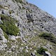 Juniperus communis