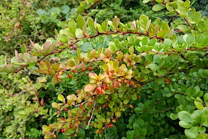 Berberis vulgaris Barberry