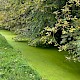 Lemna minuta