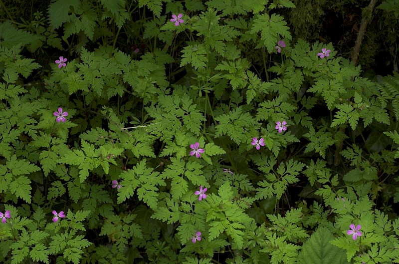Geranium robertianum - &copy; Charles Hipkin