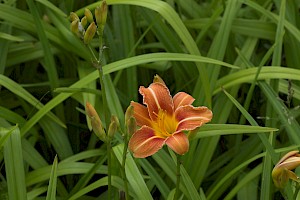 Hemerocallis fulva Orange Day-lily