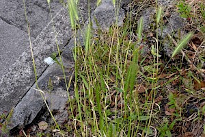 Hordeum murinum Wall Barley