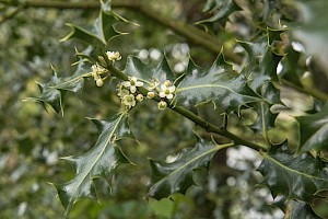 Ilex aquifolium Holly