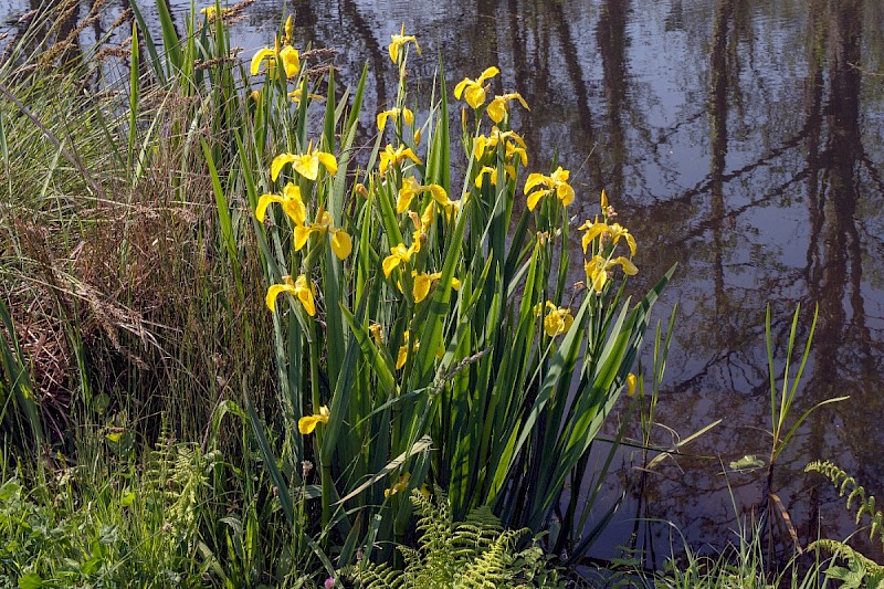 Iris pseudacorus - &copy; Charles Hipkin