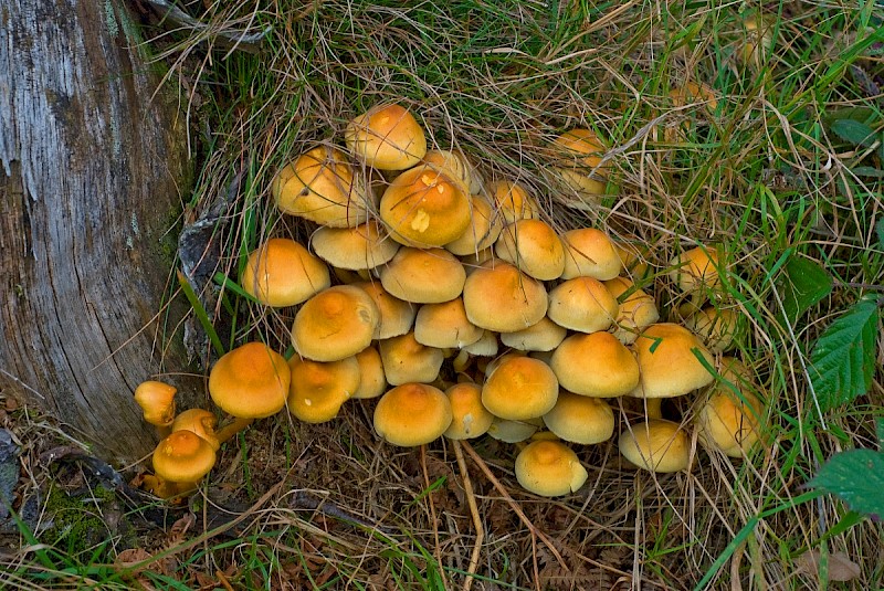 Hypholoma fasciculare - &copy; Charles Hipkin