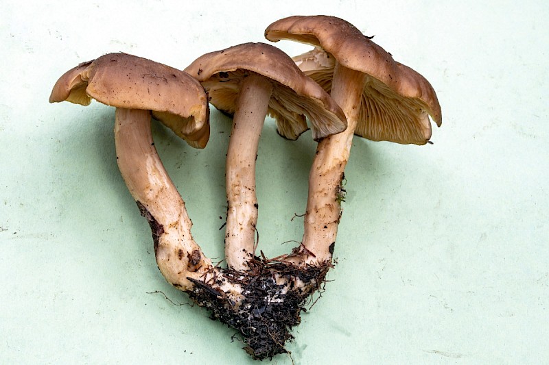 Lyophyllum loricatum - &copy; Charles Hipkin