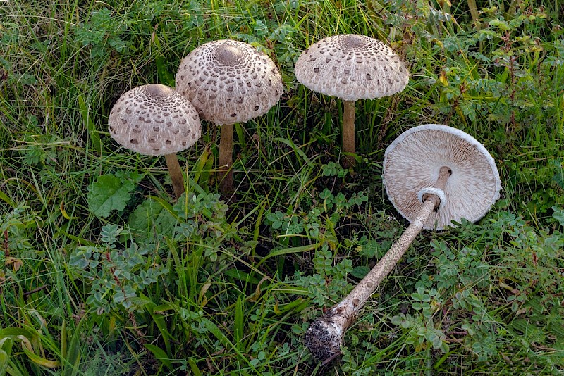 Macrolepiota procera - &copy; Charles Hipkin