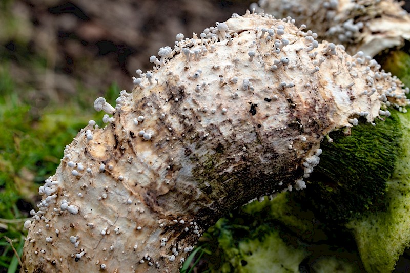 Onygena equina - &copy; Charles Hipkin