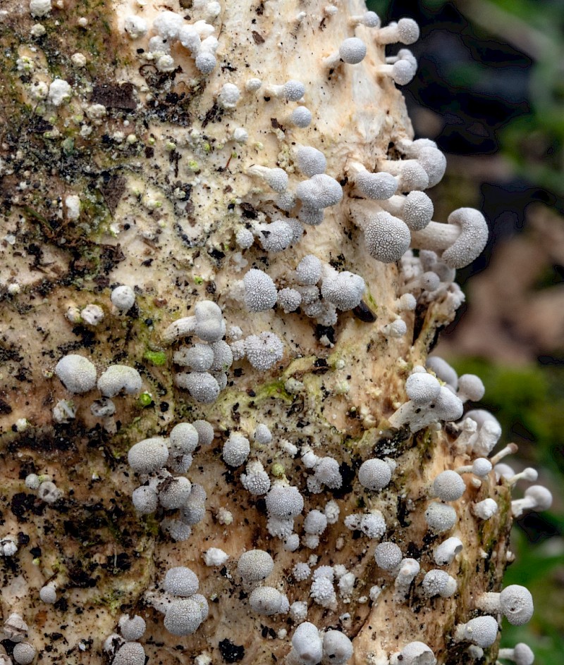 Onygena equina - &copy; Charles Hipkin