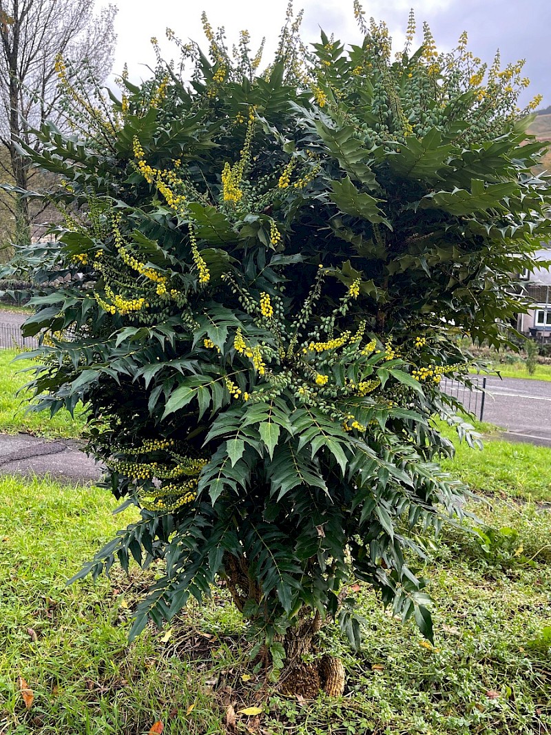 Mahonia x media - &copy; Charles Hipkin