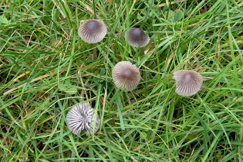 Mycena aetites - &copy; Charles Hipkin