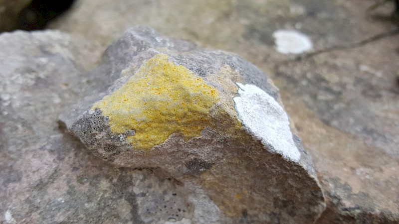 Caloplaca ochracea - &copy; Barry Stewart