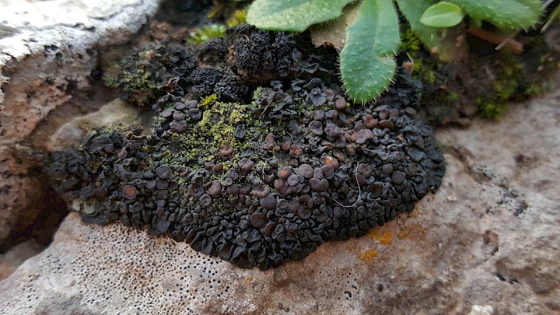 Enchylium (Collema) tenax var. tenax - &copy; Barry Stewart