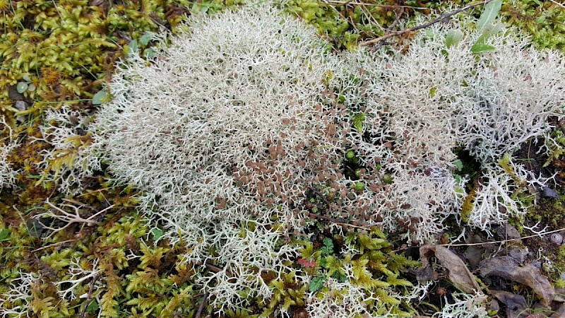 Cladonia rangiformis - &copy; Barry Stewart