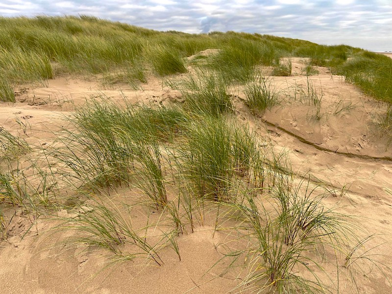 Sand Dunes - &copy; Charles Hipkin