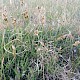 Carex arenaria