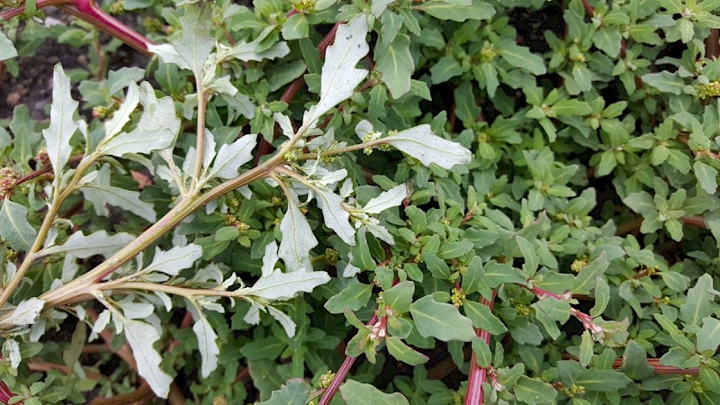Chenopodium glaucum - &copy; Barry Stewart