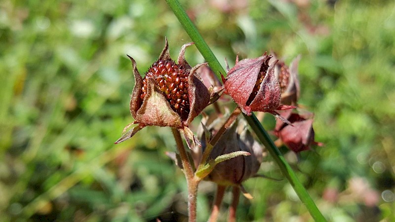 Comarum palustre - &copy; Barry Stewart