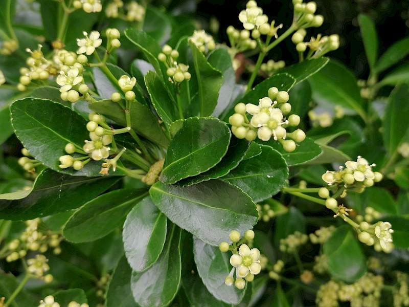 Euonymus japonicus - &copy; Barry Stewart