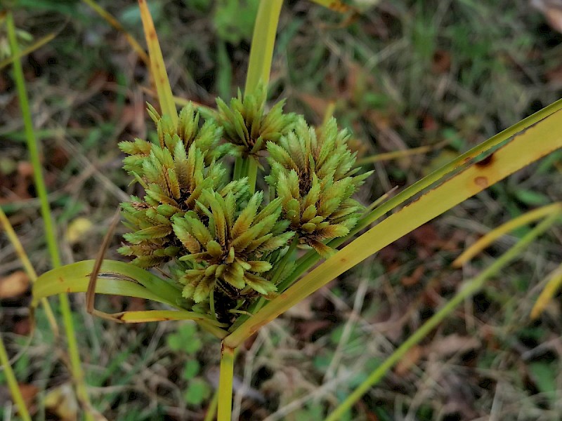 Cyperus eragrostis - © Barry Stewart
