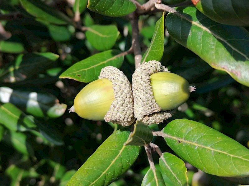 Quercus ilex - &copy; Barry Stewart