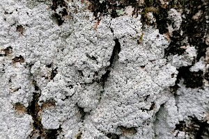 Lepra amara Bitter Powdery-shielded Lichen