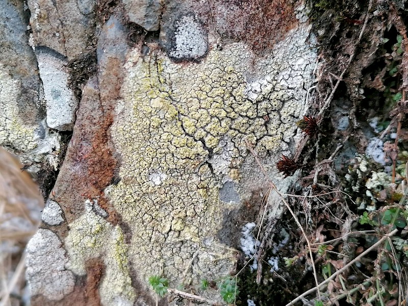 Lecanora soralifera - &copy; Barry Stewart