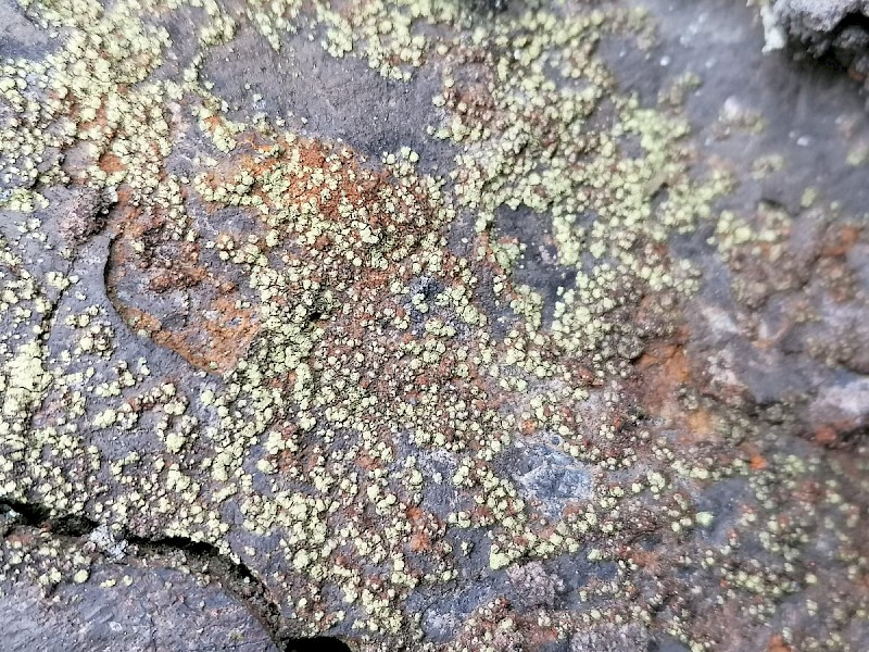 Lecanora soralifera - &copy; Barry Stewart