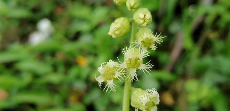 Tellima grandiflora - © Barry Stewart