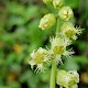 Tellima grandiflora