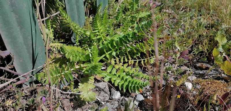 Petroselinum segetum - &copy; Barry Stewart