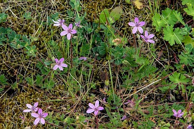 Erodium cicutarium - &copy; Charles Hipkin