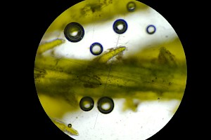 Chara contraria Opposite Stonewort