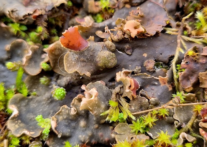 Corticifraga fuckelii - &copy; Barry Stewart