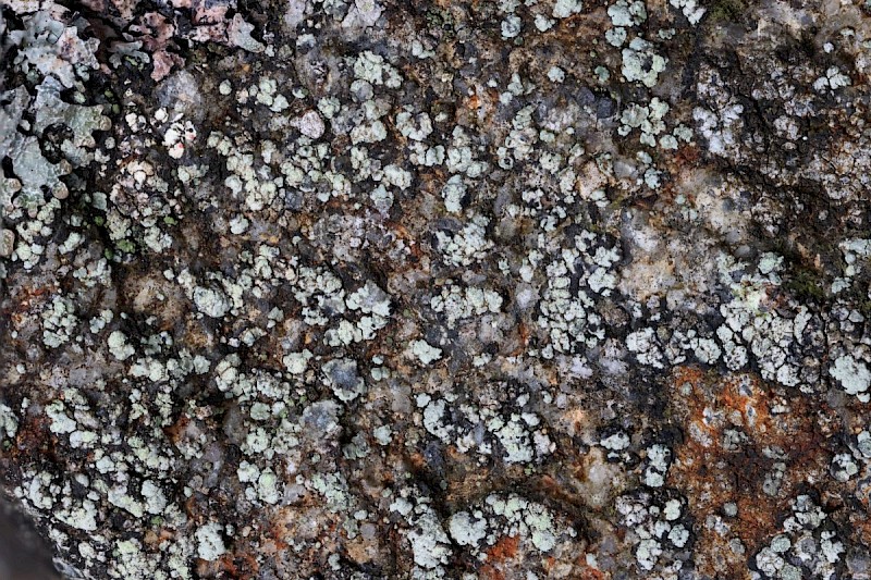 Lecanora soralifera - &copy; Barry Stewart