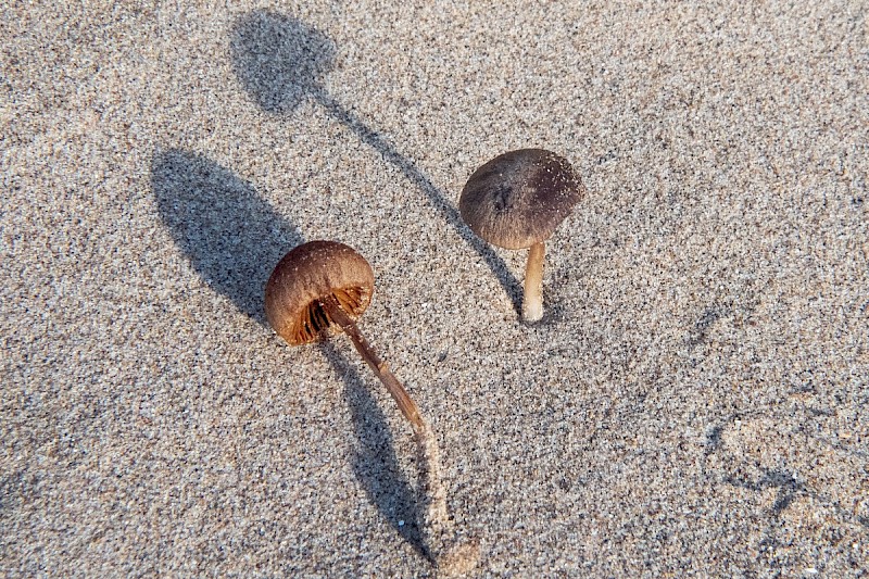 Conocybe dunensis - &copy; Charles Hipkin
