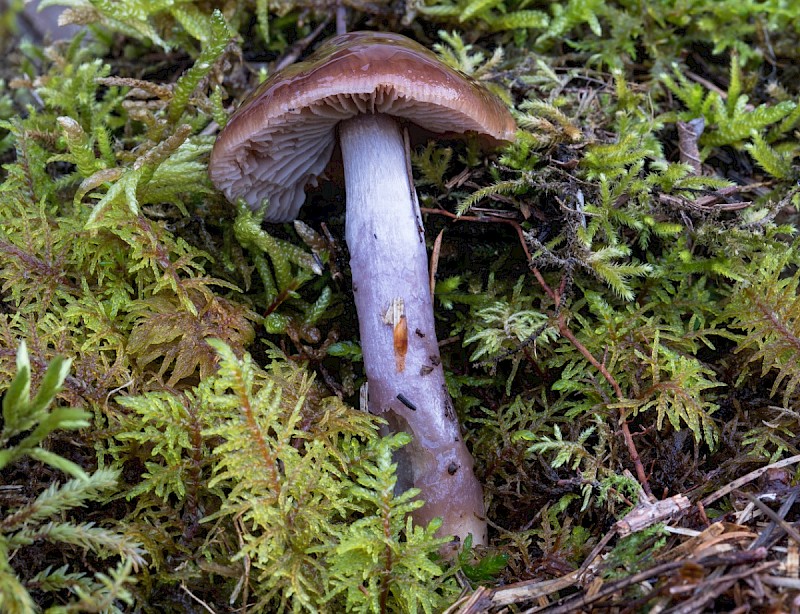 Cortinarius collinitus - &copy; Charles Hipkin