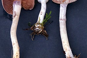 Cortinarius lepidopus 