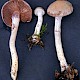 Cortinarius lepidopus