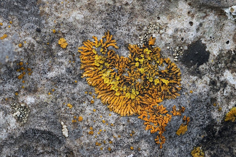 Caloplaca cirrochroa - &copy; Barry Stewart