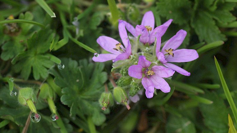 Erodium moschatum - &copy; Barry Stewart